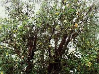 B. UK Tree  Beautiful Banksia seminuda tree.